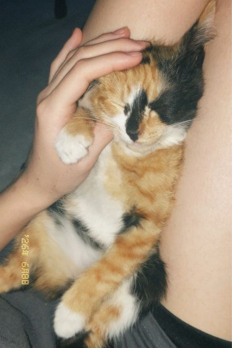 Милые котята в добрые руки