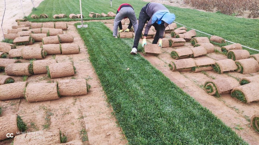 Газон рулонный..