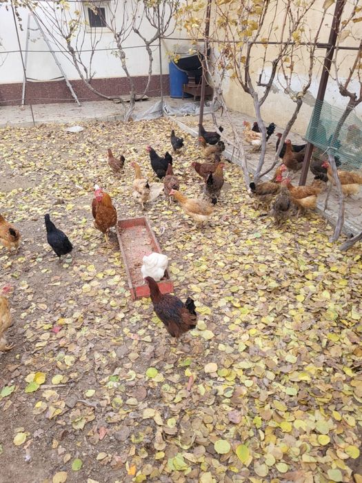 Продаются куры..