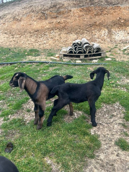 Vind căprițe la prima fătare la alegere