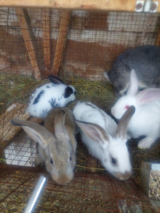 Кролики возраст  2месяцев