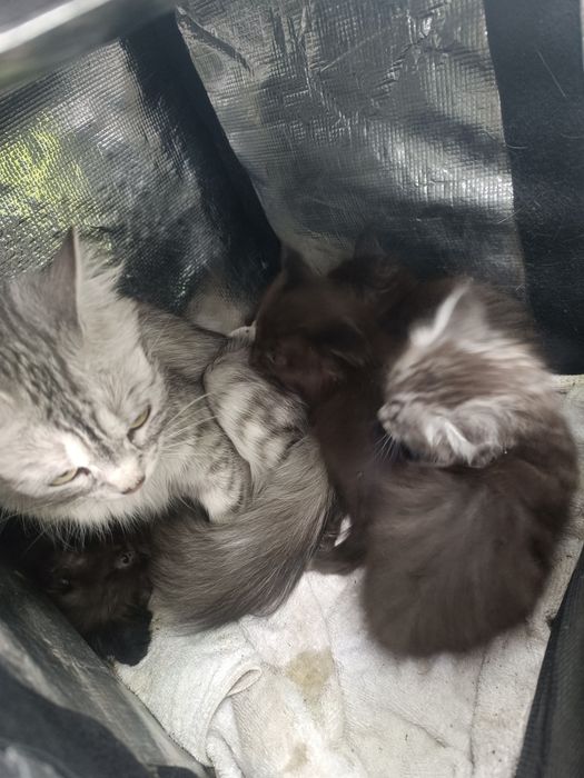 Котята 1 месяцев
