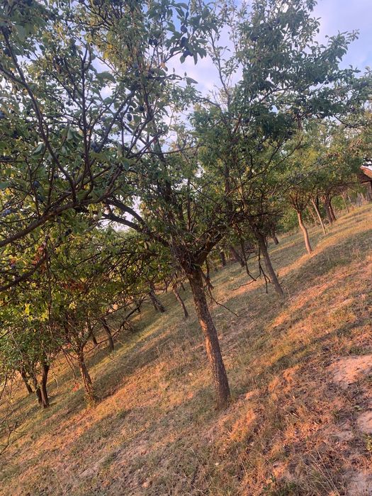 Prune de vânzare pentru țuică