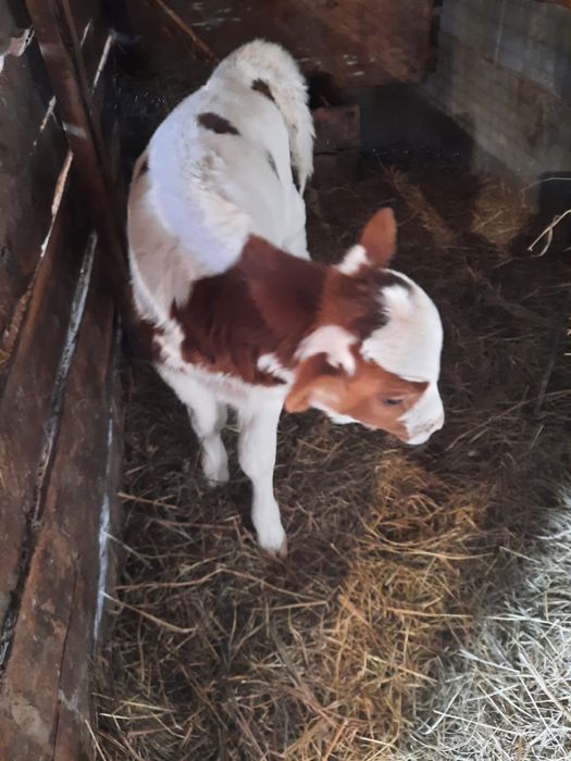 Продам теленка (бычок) село Соколовка