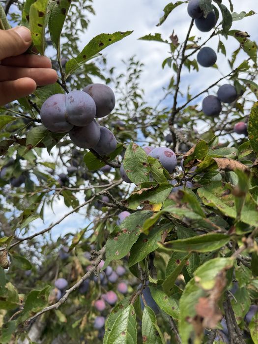 Prune de tuica anaspet