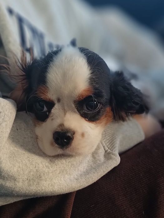 Кавалер Кинг Чарль Спаниель