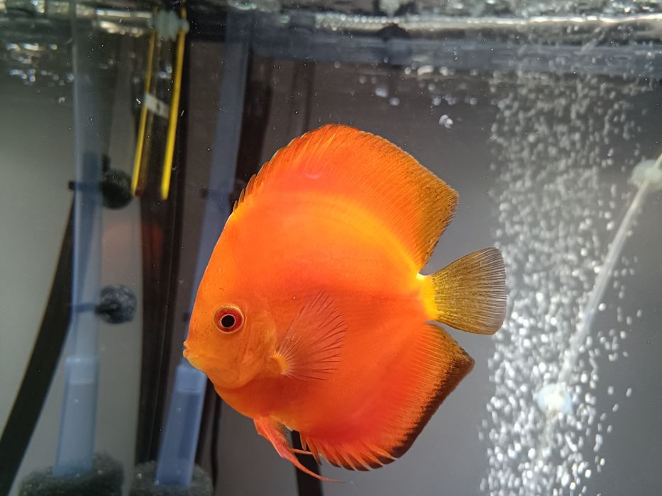 Pesti acvariu Discus Red Melon
