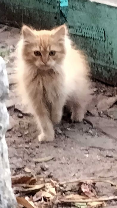 Котята бесплатно