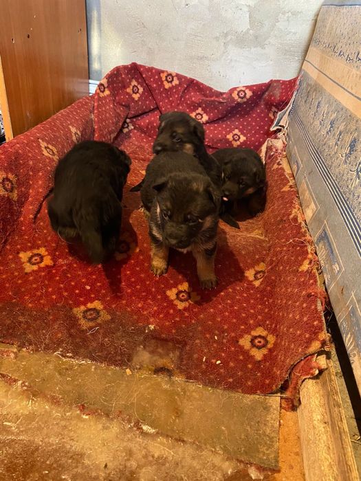 Предлагаю на продажу щенки овчарка