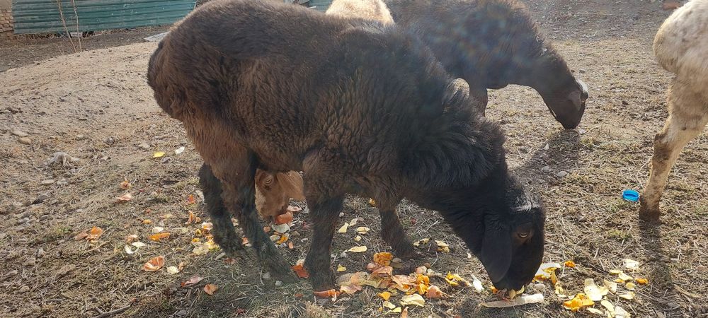 Кучкор сотилади  хисори