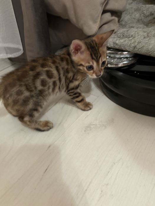 Котята бенгалы красивые