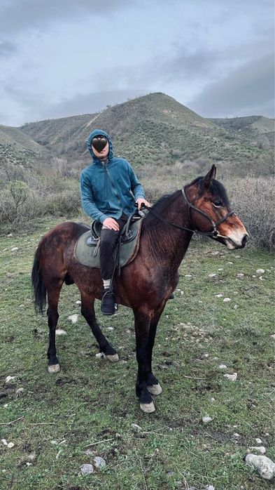 Продам коня………….