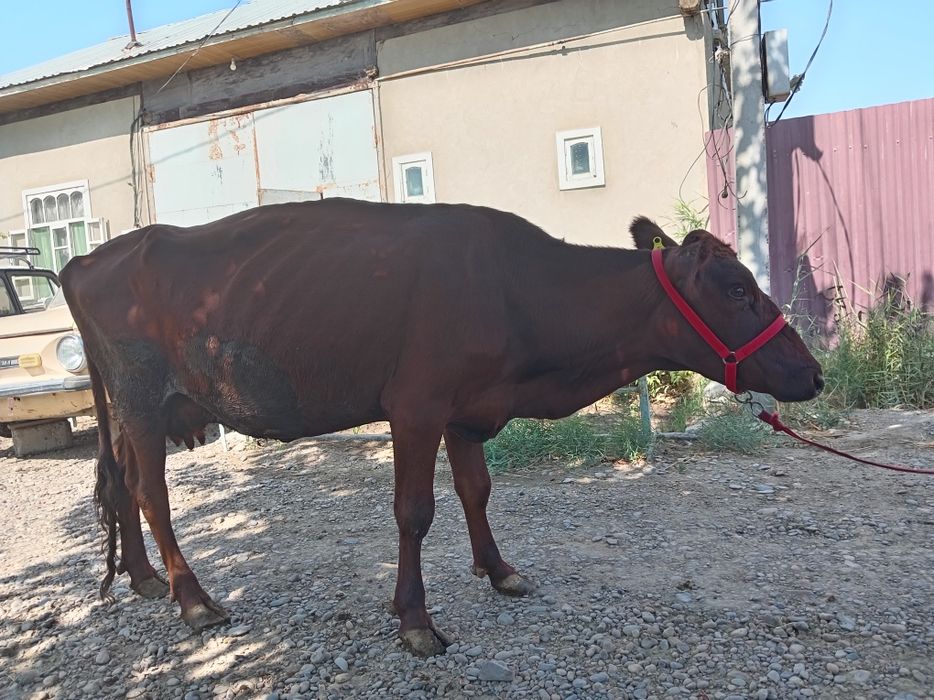 Eston sigir sotiladi.