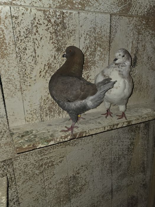 De vanzare porumbei kingi