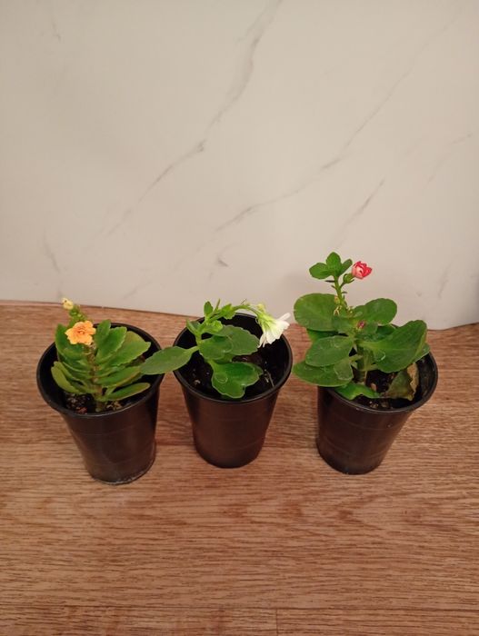 Продам разные по цвету и цене