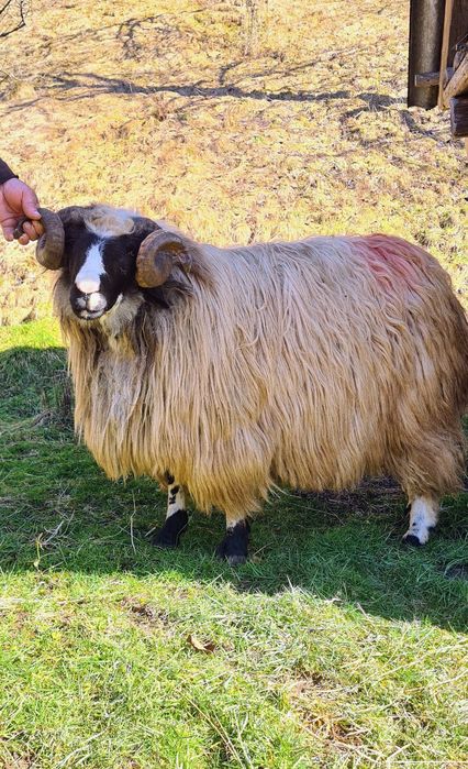 Berbec strămior de vânzare