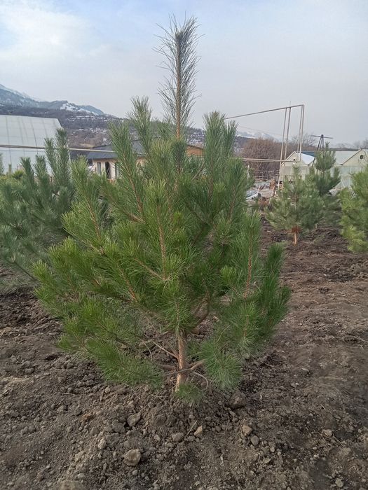 Сосна крымская 6,7 ,8 метров