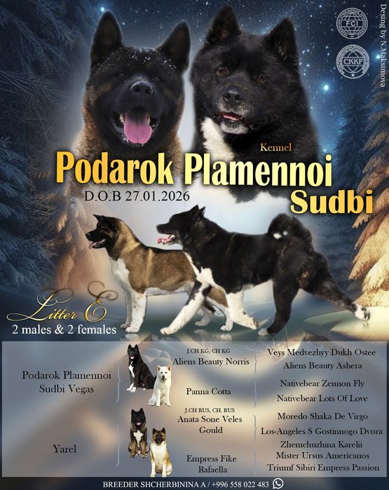 Продается щенок Американской акиты