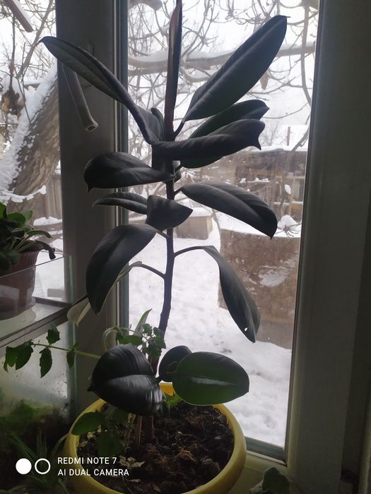 Комнатные растения