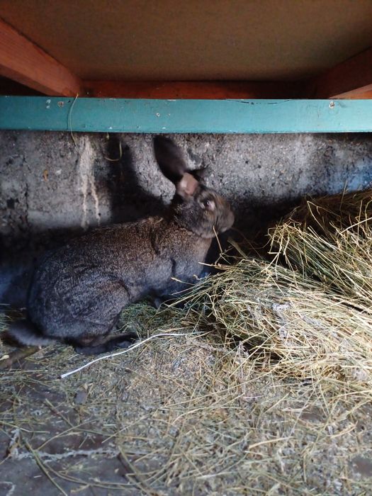 Продам кролика самец