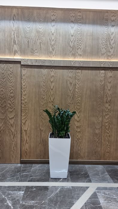 Пересадка Офисных и Комнатных растений уход