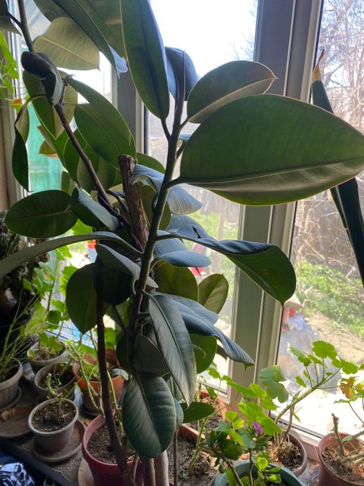 Цветы в горшках (разные виды)