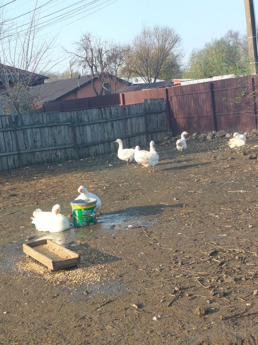 Gâște americane 8 buc