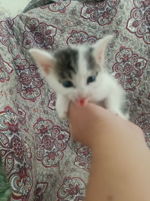 Мыргаулар, котята