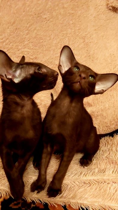 Коричневые Ориентальные Котята