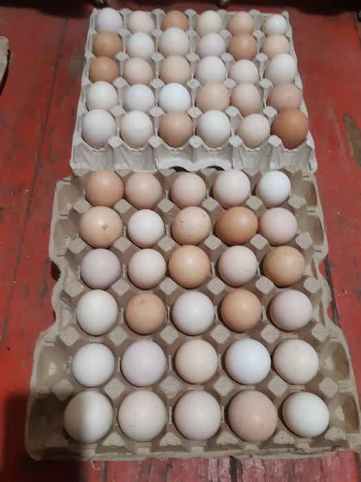 Продам домашние яица