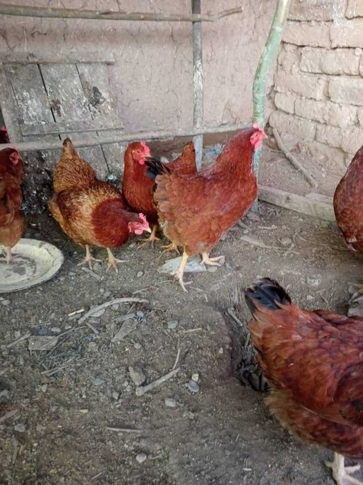 KARESKIY XANXYAP3 ser tuxum va goʻsht yoʻnalishidagi tovuqlar