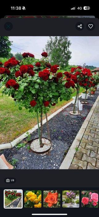 Trandafiri pomisor la oferta inaltime 1.5-1.6m calitate 1 cu rodire