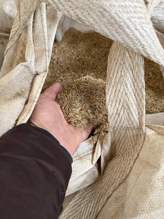 Samanta iarba coasa,pasune ,islaz,Amestec ,Sudan