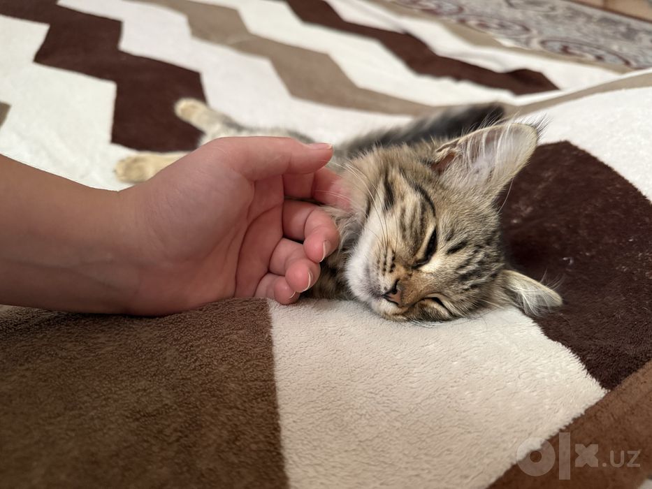 Отдам даром котенка