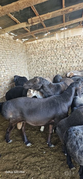 Кучкор куйлар сотилади
