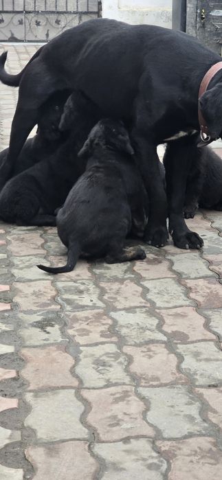 Donez pui cane corso fetite