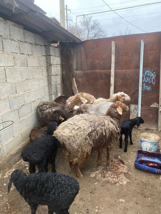 Қозылы қойлар 6 бас