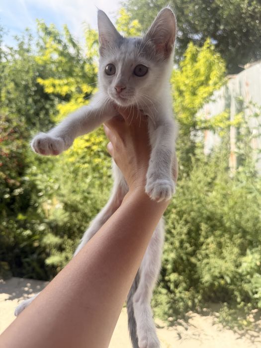 Котенок в добрые руки