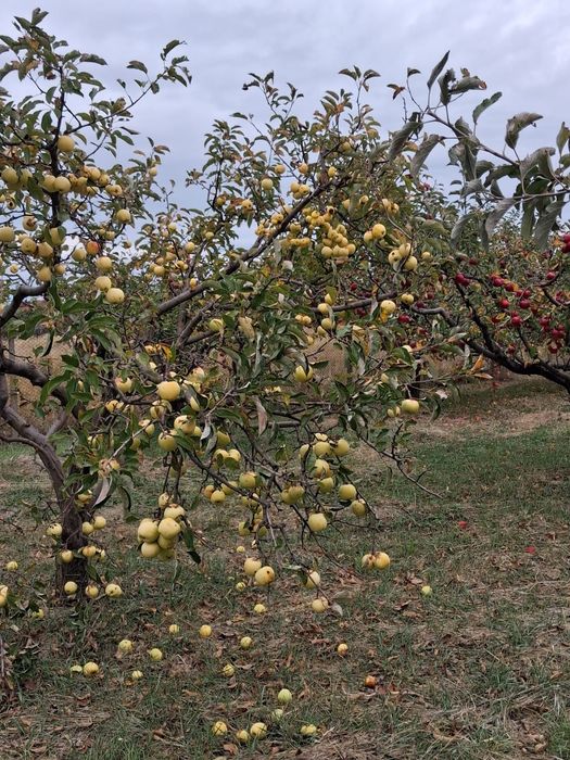 MERE BIO DIRECT DIN LIVADĂ – Sănătate curată la doar 2,5 lei/kg!