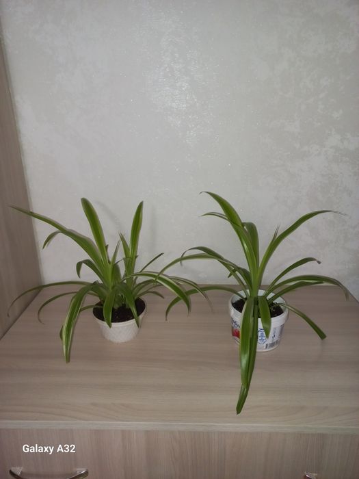 Хлорофитум  комнатный