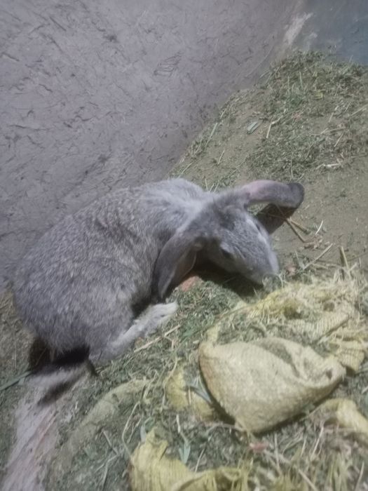 Kuyonchalar sotiladi