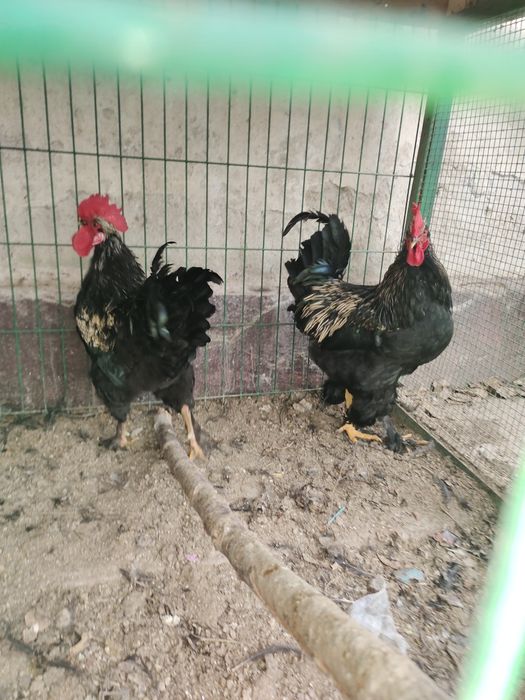 2 та хурозлар сотилади