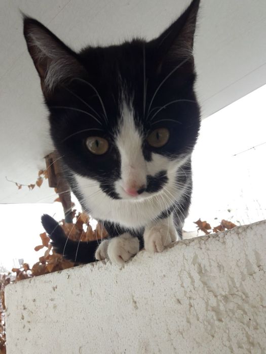 Ласковый котёнок мальчик ищет дом