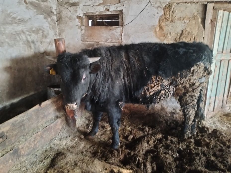 Быки с откорма продаются