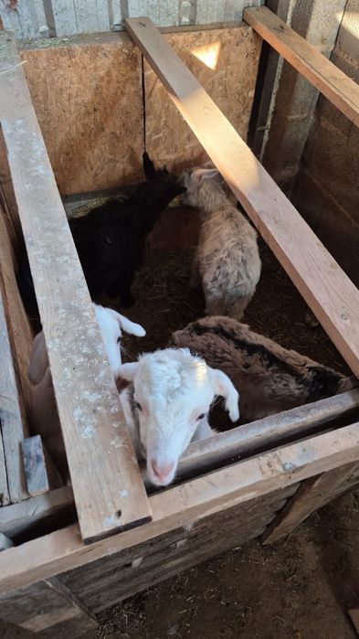 Лақтар сатылады, Козлята продается