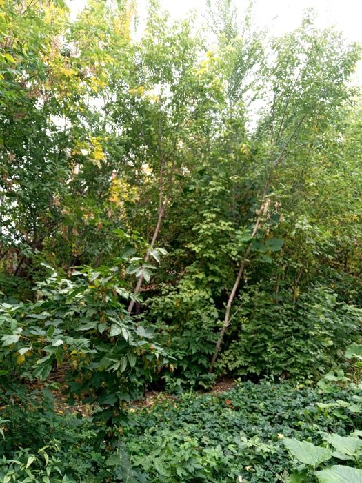 Взрослые деревья продам