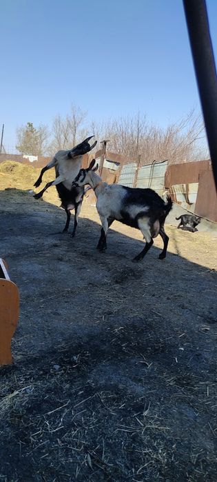 Альпийские козы дойные