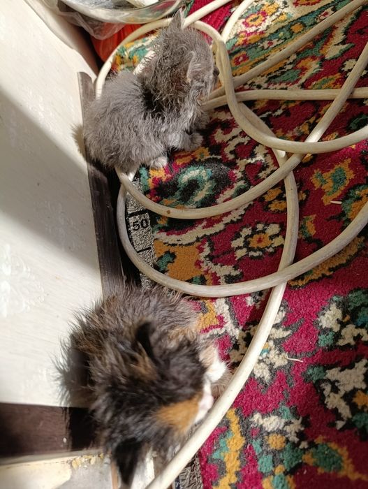 Мушуклар бор бесплатно берамиз