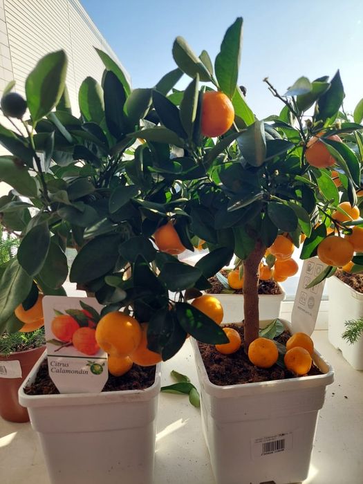 Цитрусы в горшках