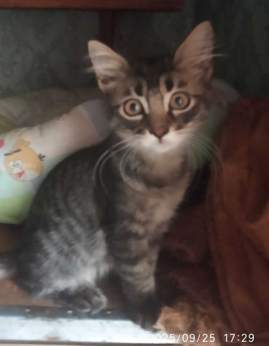 Котята страйт и фолд, смотрите фото!